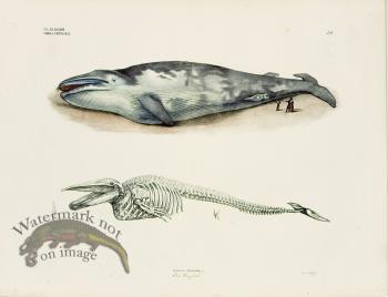 Goldfuss Blue Whale